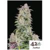 FAST BUDS - FORBIDDEN RUNTZ AUTO - 3 SEEDS 