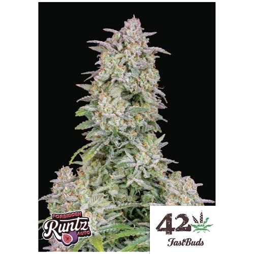 FAST BUDS - FORBIDDEN RUNTZ AUTO - 10 SEEDS