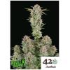 FAST BUDS - BRUCE BANNER AUTO - 3 SEEDS 