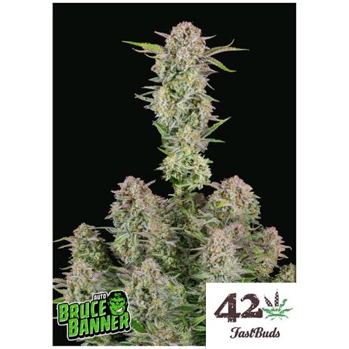 FAST BUDS - BRUCE BANNER AUTO - 100 SEEDS
