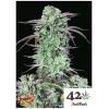 FAST BUDS - STRAWBERRY BANANA AUTO - 3 SEEDS 