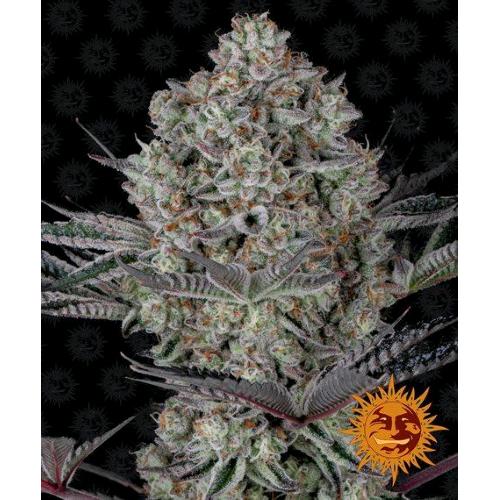 BARNEY'S FARM - DOS SI DOS 33 FEM - 10 SEMI