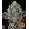 BARNEY'S FARM - DOS SI DOS 33 FEM - 3 SEMI