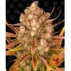 BARNEY'S FARM - DOS SI DOS AUTO - 1 SEME