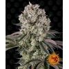 BARNEY'S FARM - GLOOKIES FEM - 10 SEMI