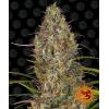 BARNEY'S FARM - GLUE GELATO AUTO - 1 SEME