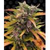 BARNEY'S FARM - GORILLA GLUE AUTO - 1 SEED