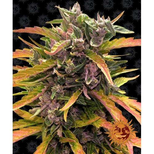 BARNEY'S FARM - GORILLA GLUE AUTO - 5 SEEDS