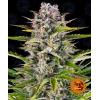 BARNEY'S FARM - GORILLA ZKITTLEZ AUTO - 10 SEMI