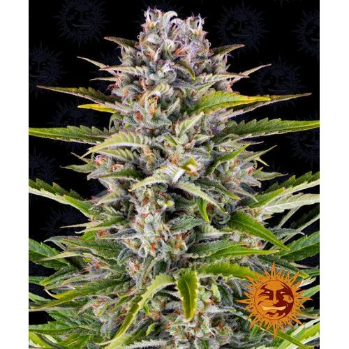 BARNEY'S FARM - GORILLA ZKITTLEZ AUTO - 3 SEMI