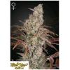 GREEN HOUSE - JACK'S DREAM FEM - 5 SEEDS