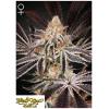 GREEN HOUSE - DARK PHOENIX FEM - 3 SEMI