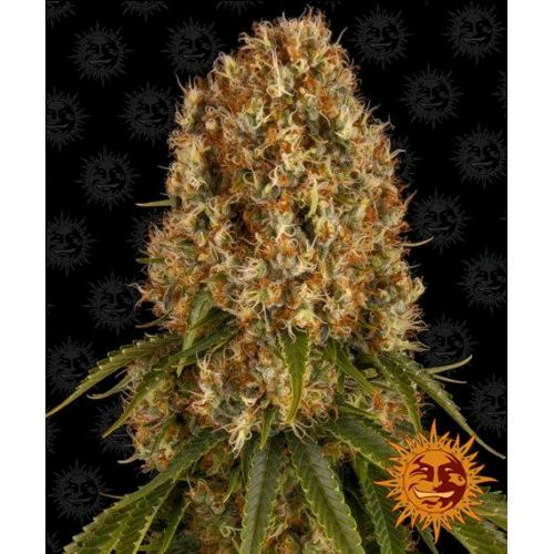 BARNEY'S FARM - ORANGE SHERBERT FEM - 10 SEMI
