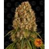 BARNEY'S FARM - ORANGE SHERBERT FEM- 3 SEEDS
