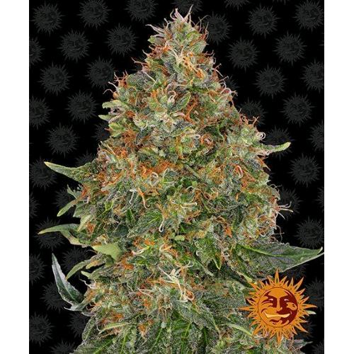 BARNEY'S FARM - PINEAPPLE EXPRESS AUTO - 1 SEME