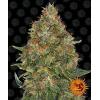 BARNEY'S FARM - PINEAPPLE EXPRESS AUTO - 10 SEMI
