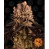 BARNEY'S FARM - PURPLE PUNCH FEM - 5 SEEDS