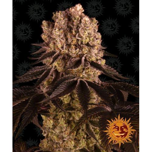 BARNEY'S FARM - PURPLE PUNCH FEM - 3 SEEDS
