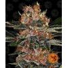 BARNEY'S FARM - PURPLE PUNCH AUTO - 1 SEED
