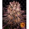 BARNEY'S FARM - MIMOSA X ORANGE PUNCH - 3 SEMI