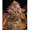 BARNEY'S FARM - BLUE SUNSET SHERBET - 3 SEMI