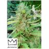 HSB - CHARLOTTE CBD FEM - 25 SEMI