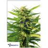 TERPETHIC - BIG LIME YOGURT FEM - 3 SEMI