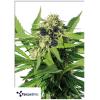 TERPETHIC - JUBILEE FRUIT FEM - 3 SEMI