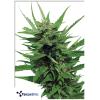 TERPETHIC - PINENE C MAJOR FEM - 3 SEMI
