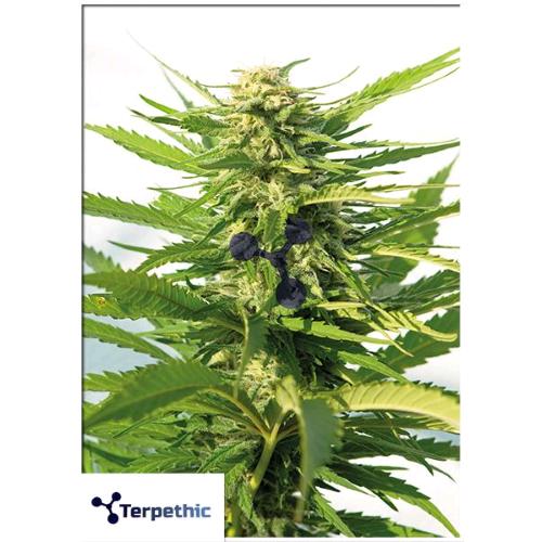 TERPETHIC - INDIE DAWG FEM - 3 SEEDS