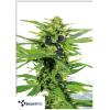 TERPETHIC - FAST MYRCENE FEM - FAST VERSION - 3 SEMI