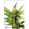 TERPETHIC - BIG LIME YOGURT XL AUTO - 3 SEMI