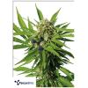 TERPETHIC - TROPIC XL AUTO - 3 SEMI