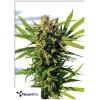 TERPETHIC - MAMA CANDY XL AUTO - 3 SEMI