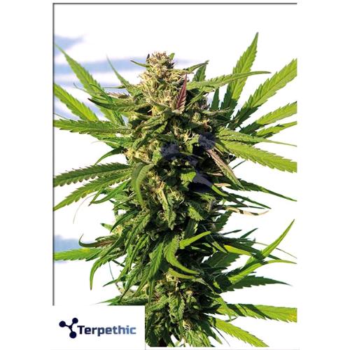TERPETHIC - MAMA CANDY XL AUTO - 3 SEEDS