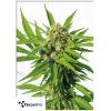 TERPETHIC - JUBILEE FRUIT XL AUTO - 3 SEMI