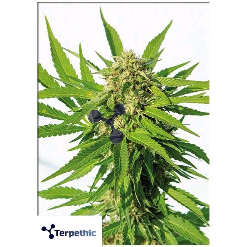 TERPETHIC - JUBILEE FRUIT XL AUTO - 3 SEMI