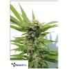 TERPETHIC - LIMONENE  HAZE XL AUTO - 3 SEMI
