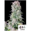 FAST BUDS - AFGHAN KUSH AUTO - 1 SEME