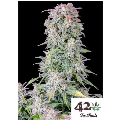 FAST BUDS ORIGINAL - AFGHAN KUSH AUTO  - 100 SEEDS