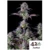 FAST BUDS - BLUEBERRY AUTO  - 3 SEEDS