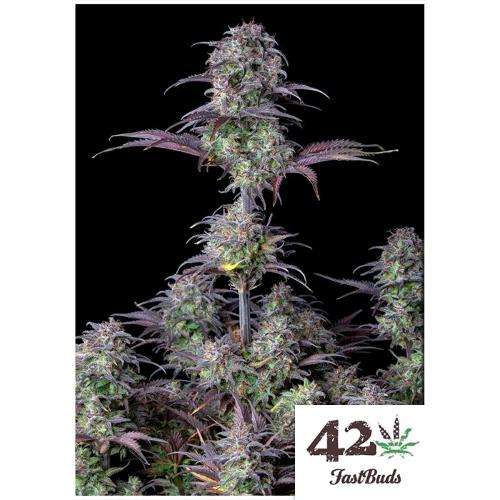 FAST BUDS - BLUEBERRY AUTO  - 100 SEEDS