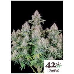 FAST BUDS - CINDERELLA AUTO - 5 SEMI 