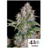 FAST BUDS - CINDERELLA AUTO - 3 SEMI 