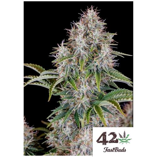 FAST BUDS - CINDERELLA AUTO - 5 SEMI 