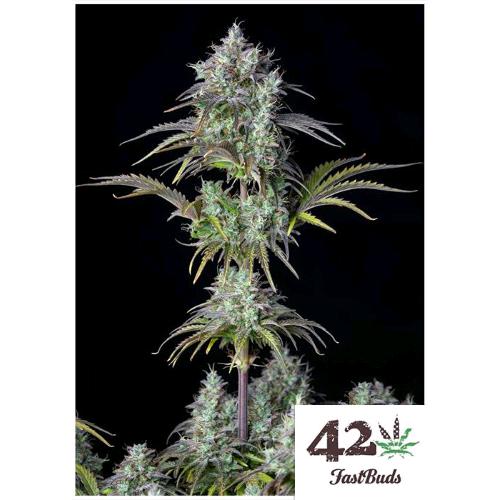 FAST BUDS ORIGINAL - BIG BUD AUTO  - 100 SEEDS