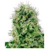 HSB - HARLEQUIN CBD FEM - THC < 0.5% - CBD 10% - 25 SEMI