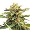 HSB - THERAPY CBD FEM - THC < 0.5% - CBD 10% - 25 SEMI 