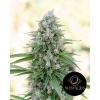 SILENT SEEDS - CRITICAL MANGO - 3 SEMI