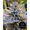SILENT SEEDS - COOKIELATO - 3 SEEDS